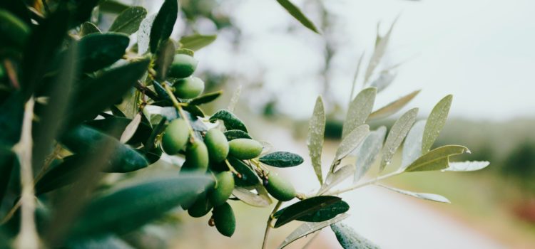 The Many Benefits of Olive Leaf